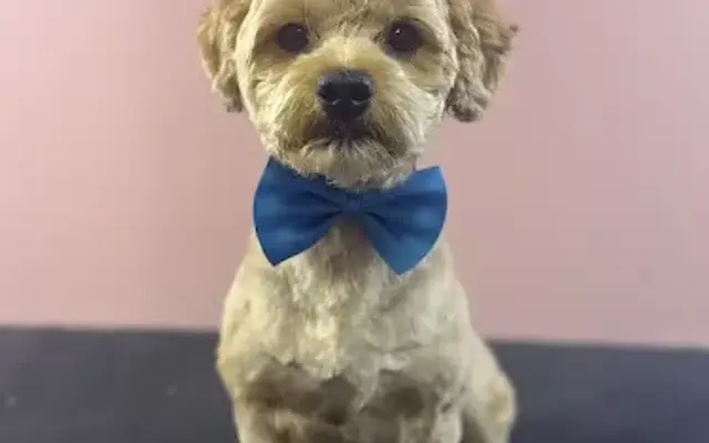 Country Paws in St Charles, KY
