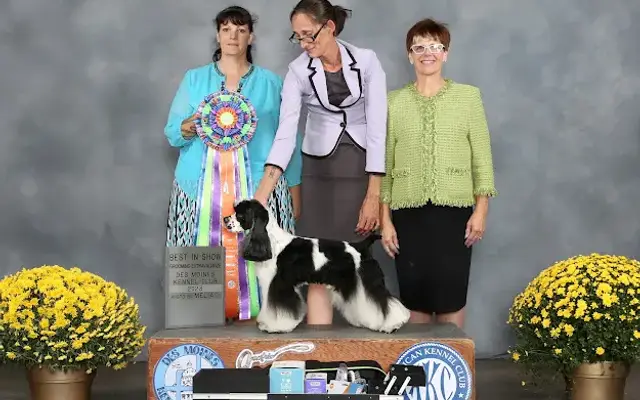 Groomed to Pawfection in St Peters, MO