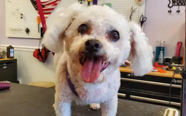 The Mobile Grooming Room in Green Cove Springs, FL