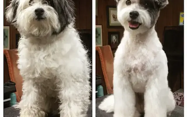 Best in Show Grooming in Bethlehem, PA