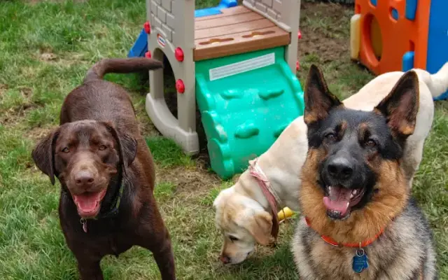 Best Friends Pet Hotel in Windsor, NJ