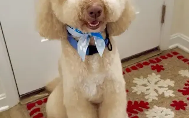 Pampered Pet Grooming Llc in Hanover, PA