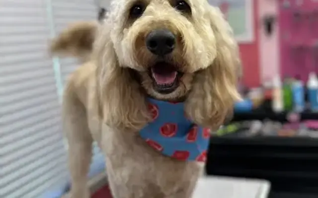 All Fur Love Grooming Salon LLC in Loganville, GA