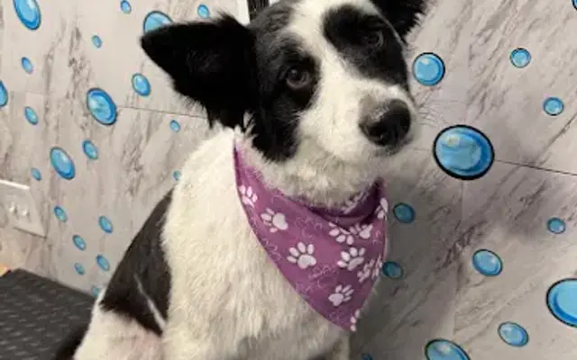 Yabadabadoo Dog Grooming in Danville, CA