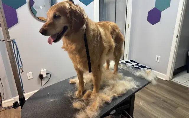 Pawsititvely Great Dog Grooming LLC in Seneca, SC