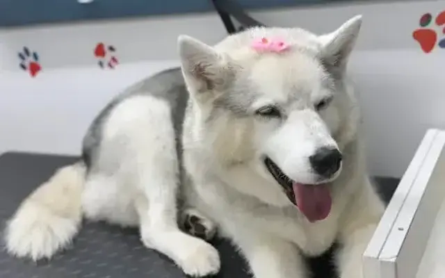 Recorcholis Dog Grooming in Baldwin Park, CA