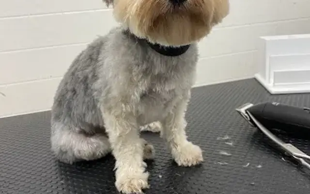 Royal Touch Pet Grooming in Lancaster, PA