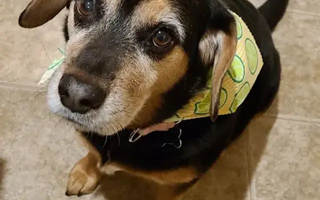 Comfort Care Grooming in Mechanicsburg, PA