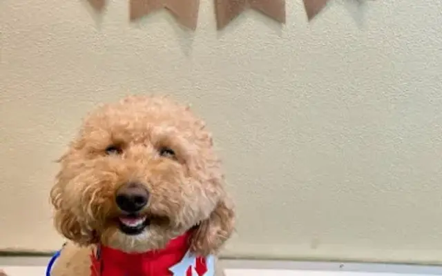 PUPS Pet Club in Chicago, IL