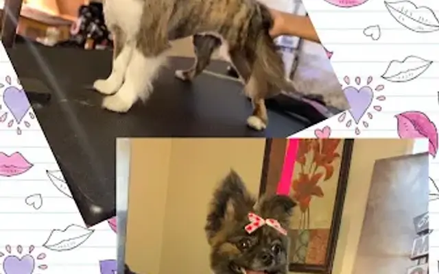 The Golden Bone Day Spa & Kennel in Belleville, IL