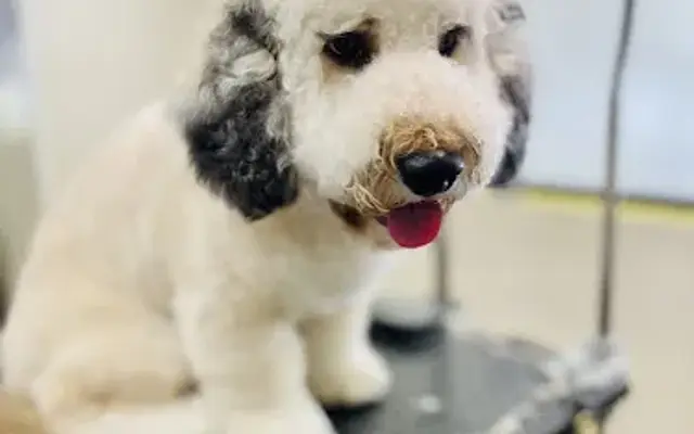 Puppy Castle Grooming Salon in West Hills, CA