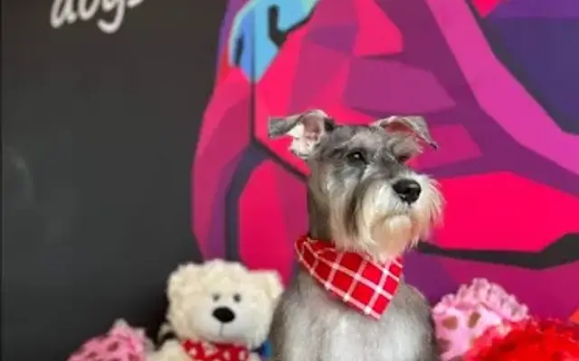 I Love Dogs Studio in Edinburg, TX
