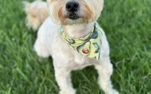Tail Wags Boutique in Battle Creek, MI