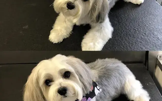Mobile Grooming Magical Pretty Pets in Greenwood Village, CO