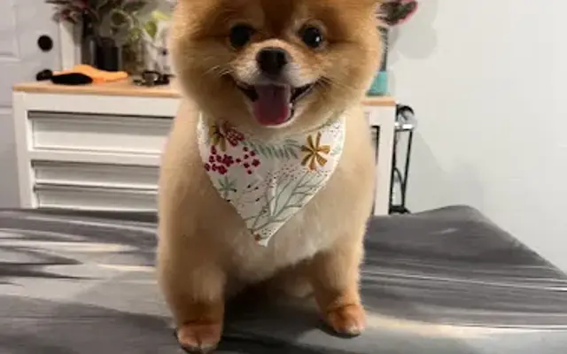 Urban Paws Grooming Salon in Aledo, TX