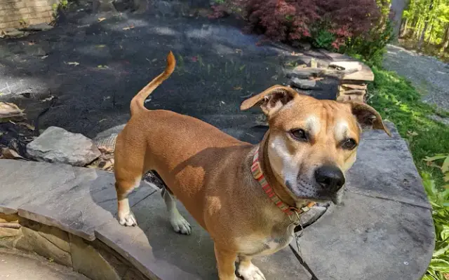 Little Ponderosa Pet Resort & Spa in Bedford, VA