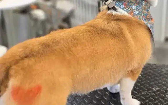 The Fancy Cat LLC in Elwell, MI