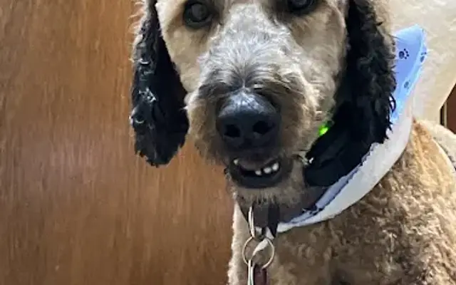 Fur Pup Sake in Newton, IA