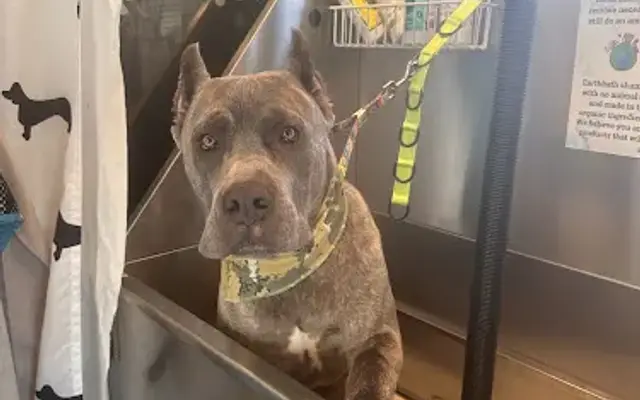 Soggy Doggy Mobile Pet Wash & Training in Albuquerque, NM