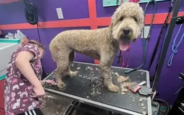 Noah's Bark Mobile Grooming in Greensboro, NC