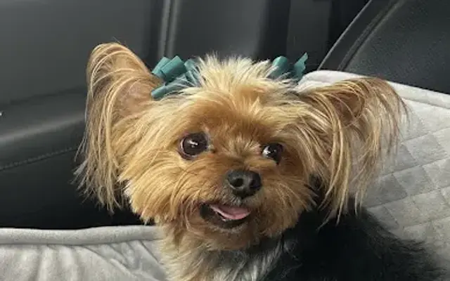 Brother & Sister Pet Shop Inc in Miami, FL
