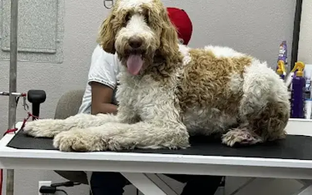 Cat & Dog Grooming in Seattle, WA