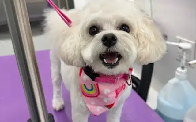 Zoomies Mobile Dog Spa in Austin, TX
