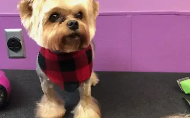 Top Knotch Grooming in Mt Carmel, IL