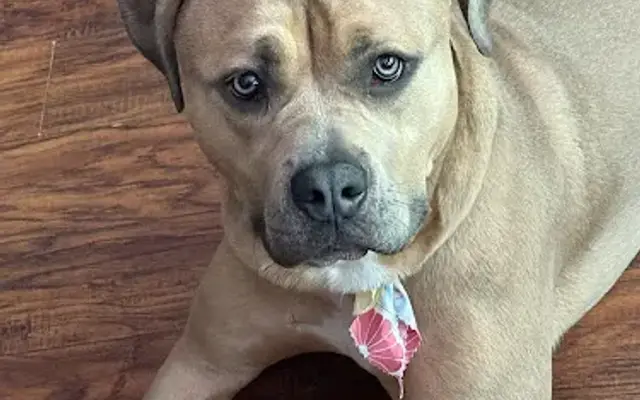 RiverView Kennel LLC in Belvidere, NJ