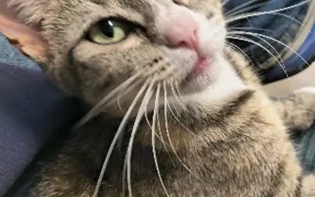 Second Chance Pet Sanctuary in Arabi, GA