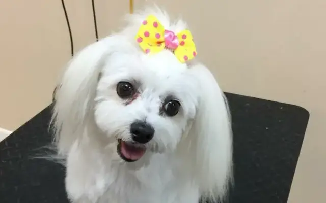 Bark 'n Bathe in Albany, KY