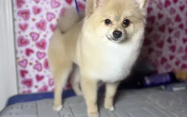 Romi Love Pet Grooming in Buford, GA