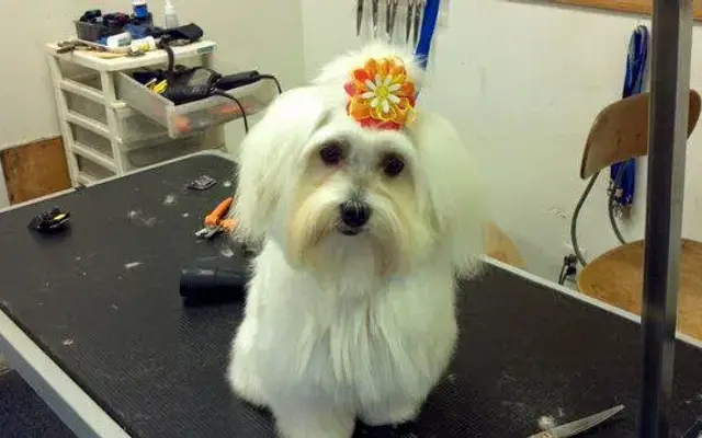 The Grooming Jeannie in Youngstown, OH