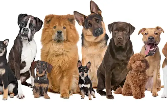 Curbside Clippers Mobile Dog Grooming in Aurora, CO