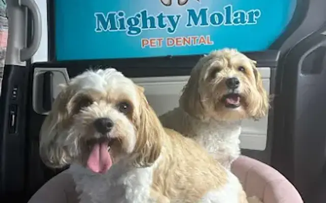 Mighty Molar Pet Dental in Coral Springs, FL