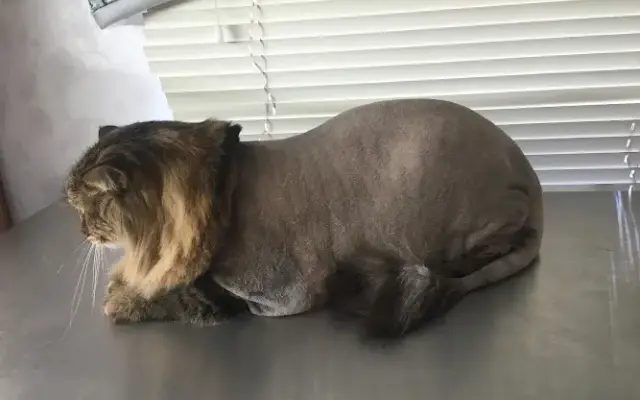 Cat and Dog Grooming by Becky in Aurora, CO