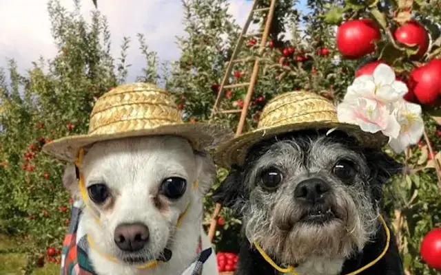 Jesse's Dog Grooming in Yuba City, CA