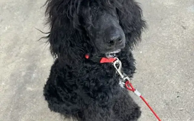 Lexi’s Ruff Cuts in Follansbee, WV