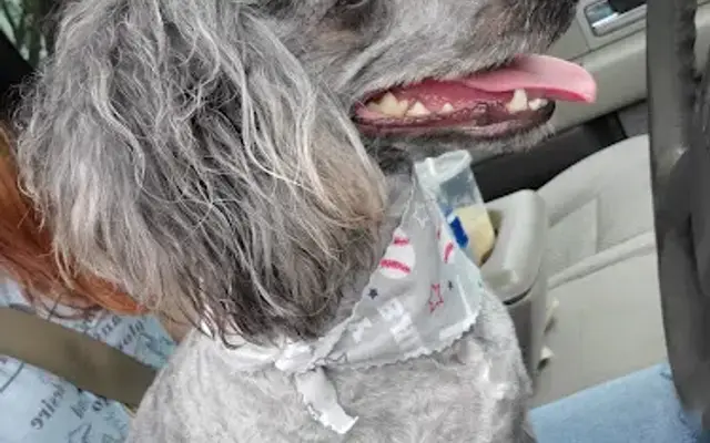 Happy Tails Grooming, LLC. in Benton, IL