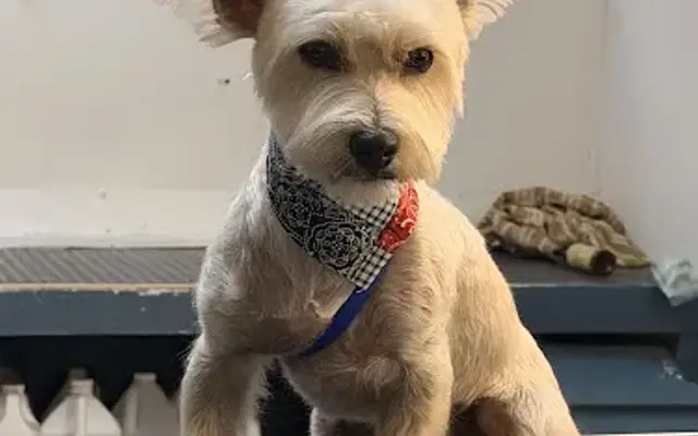 Devoted Dog Grooming in Shasta Lake, CA