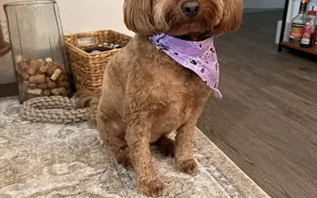 Urban Pet Grooming LLC in Panama City, FL