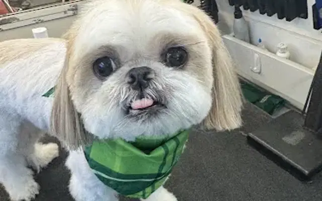 Aimee The Groomer Mobile Grooming in Guilford, CT
