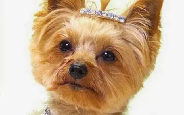 Doggie Stylez in Traverse City, MI
