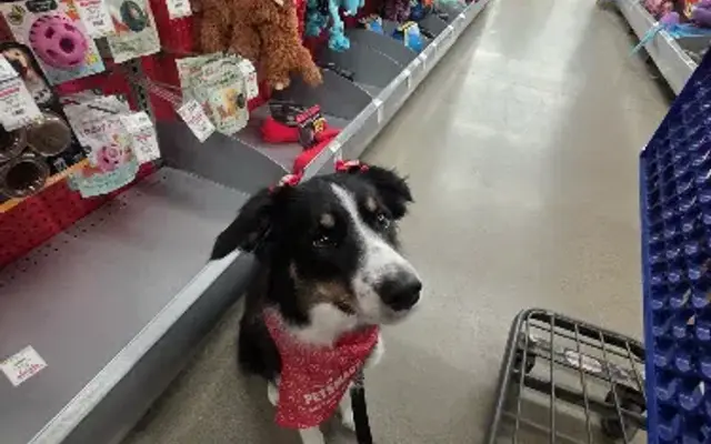 PetSmart Grooming in Mankato, MN