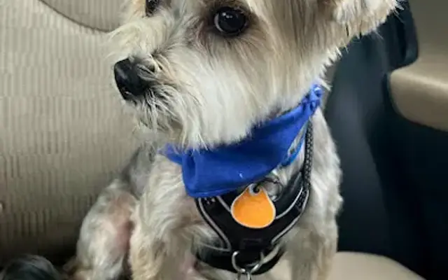 Fancy Paws Grooming Salon in Westminster, MD