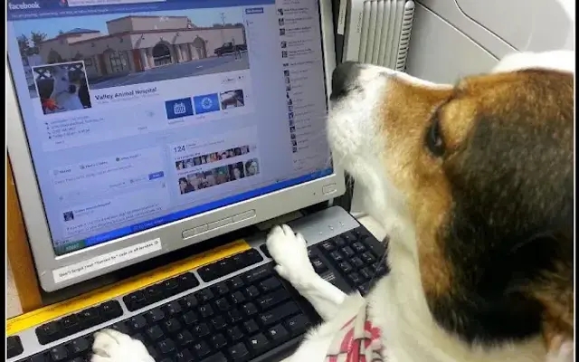 VCA Valley Animal Hospital in Roanoke, VA
