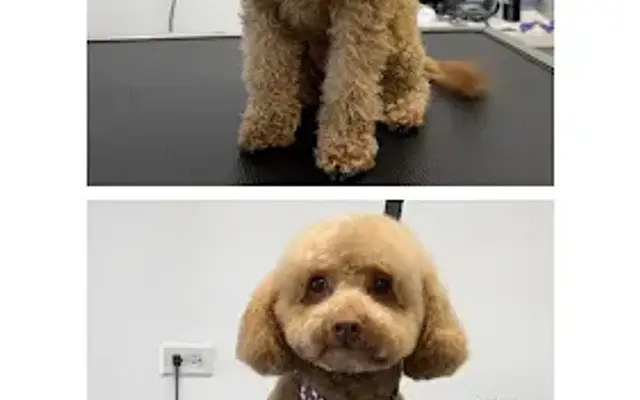 Urban Paw Grooming Co in Vernon Hills, IL