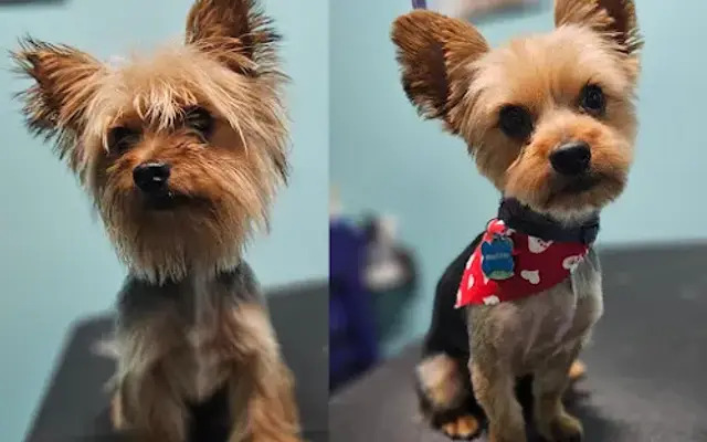 Grooming By Breana in Vidor, TX