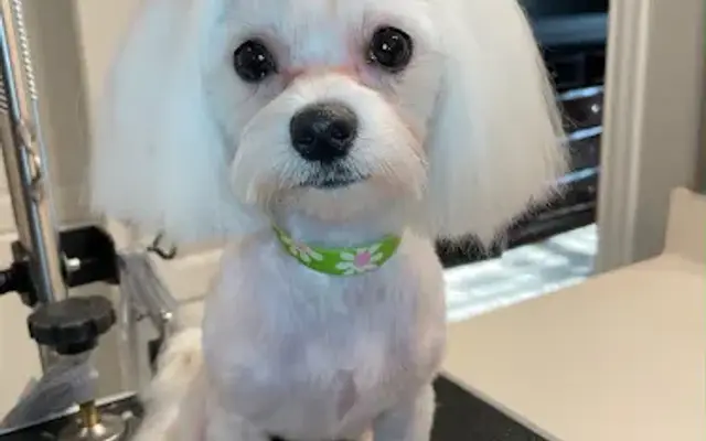 Comfort Pet Spa Mobile Grooming in Arlington, TX