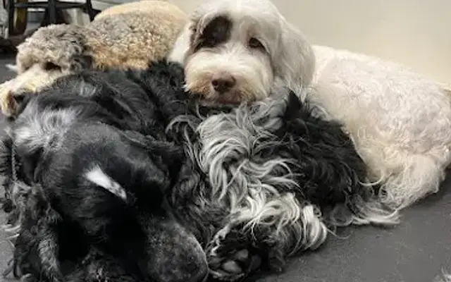 Cassidy Ingram Dog Training LLC in New York, NY